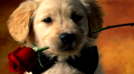 The Animal Messengers' Unconditional Love Lessons The Animal Messengers' Unconditional Love Lessons