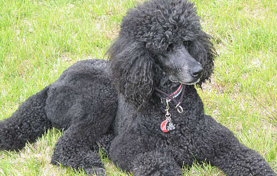 Becoming Open To New Possibilities: A Special Bond With A Dog