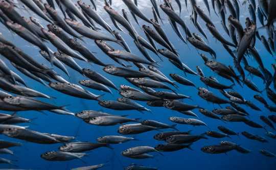 Climate Change And Overfishing Are Boosting Toxic Mercury Levels In Fish Climate Change And Overfishing Are Boosting Toxic Mercury Levels In Fish