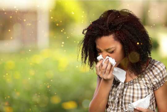 Still Sneezing? Climate Change May Prolong Allergy Season Still Sneezing? Climate Change May Prolong Allergy Season