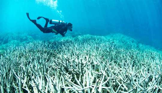 With Smart Action, Hope Isn’t Lost For Coral Reefs With Smart Action, Hope Isn’t Lost For Coral Reefs