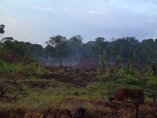 How Fires Weaken Amazon Rainforests' Ability To Bounce Back How Fires Weaken Amazon Rainforests' Ability To Bounce Back