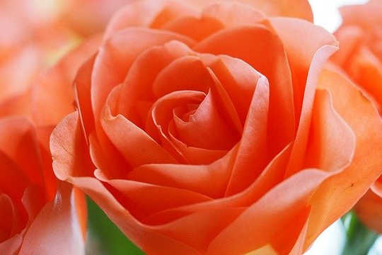 What is Beauty? Beauty is in the Heart of the Beholder What is Beauty? Beauty is in the Heart of the Beholder