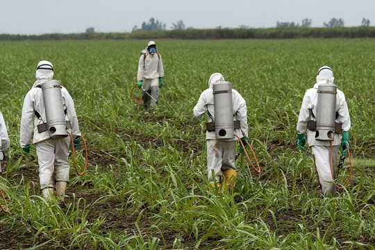 Super Popular Roundup Weed Killer Threatens Biodiversity Super Popular Roundup Weed Killer Threatens Biodiversity