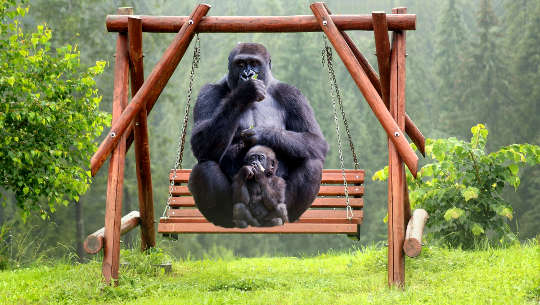 Healing Negative Experiences Through Tension Release adult gorilla and baby gorilla sitting on a swing
