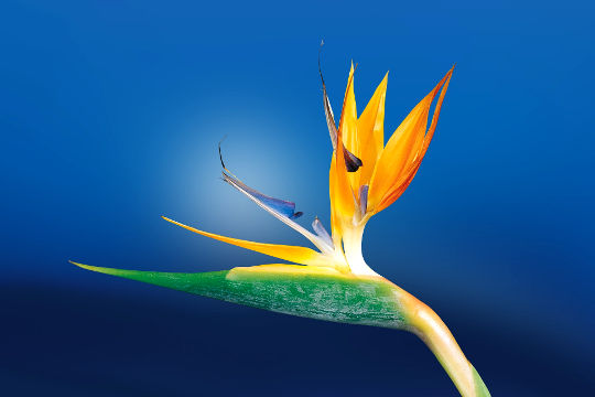 a bird of paradise flower