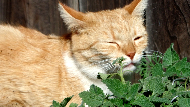 A Natural Bug Repellent Recipe: Even Your Cat Might Like It a cat laying in front of some catnip plants
