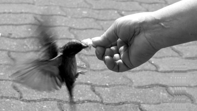 Beyond Survival: The Therapeutic Role of Connection a picture of a hand outstretched to feed a bird