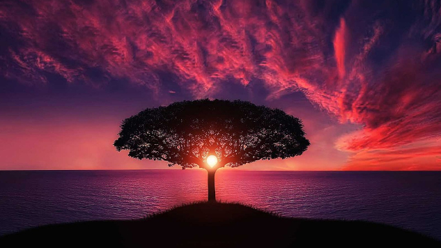 silhouette of tree near body of water during beautiful sunset