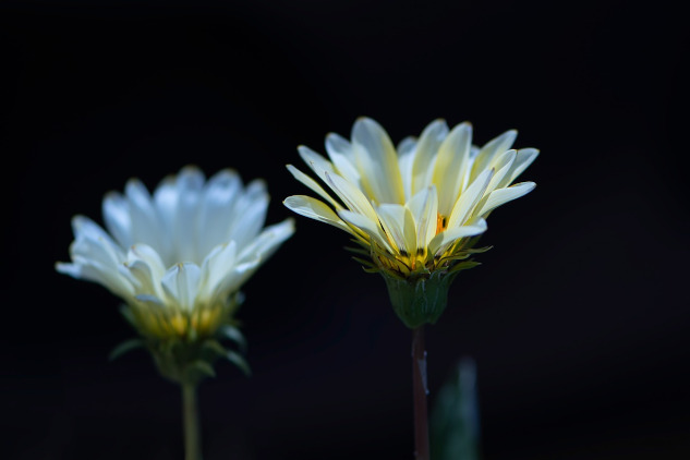 Peace is Right Around the Corner: Five Ways That Work two white flowers in bloom