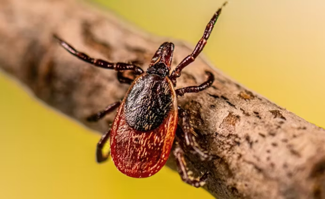Ticks and Lyme Disease -- The Surprising Role Humans Play