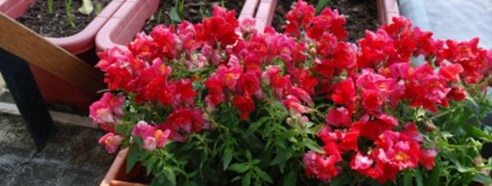 Are You My Valentine? Loving the one you're with Are You My Valentine? Loving the one you're with