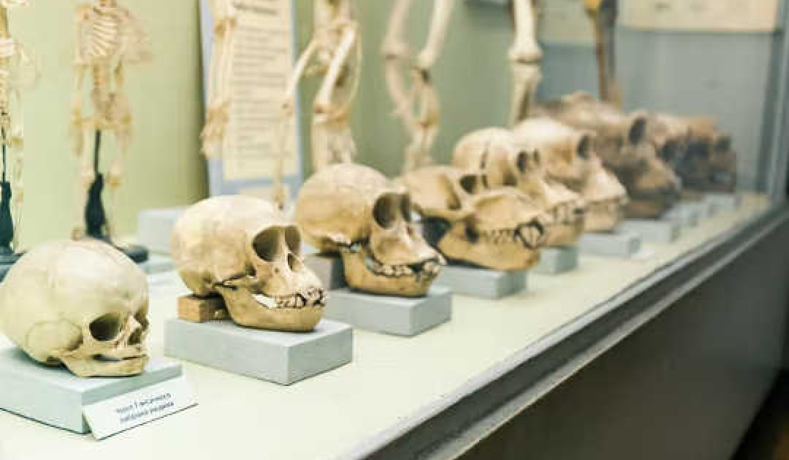 How Will Humans Change In The Next 10,000 Years?