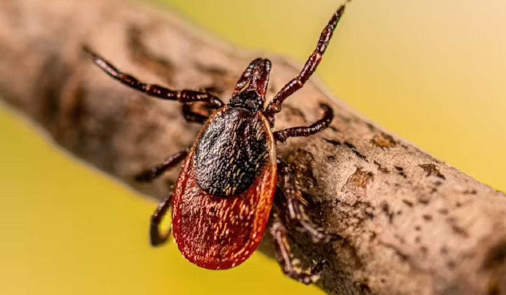 Ticks and Lyme Disease -- The Surprising Role Humans Play
