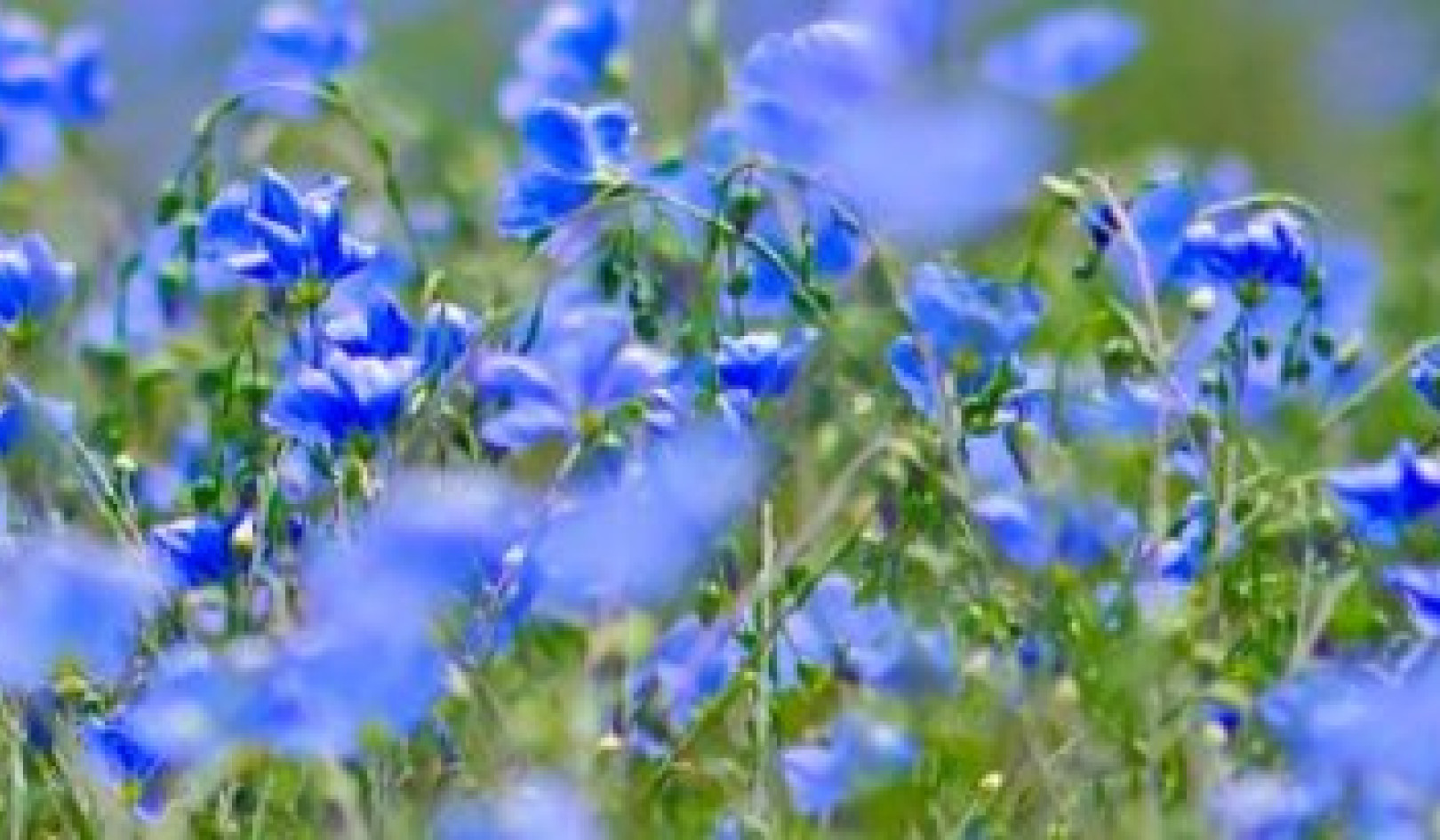 Essential Plants for a Nutrient-Dense Home Garden