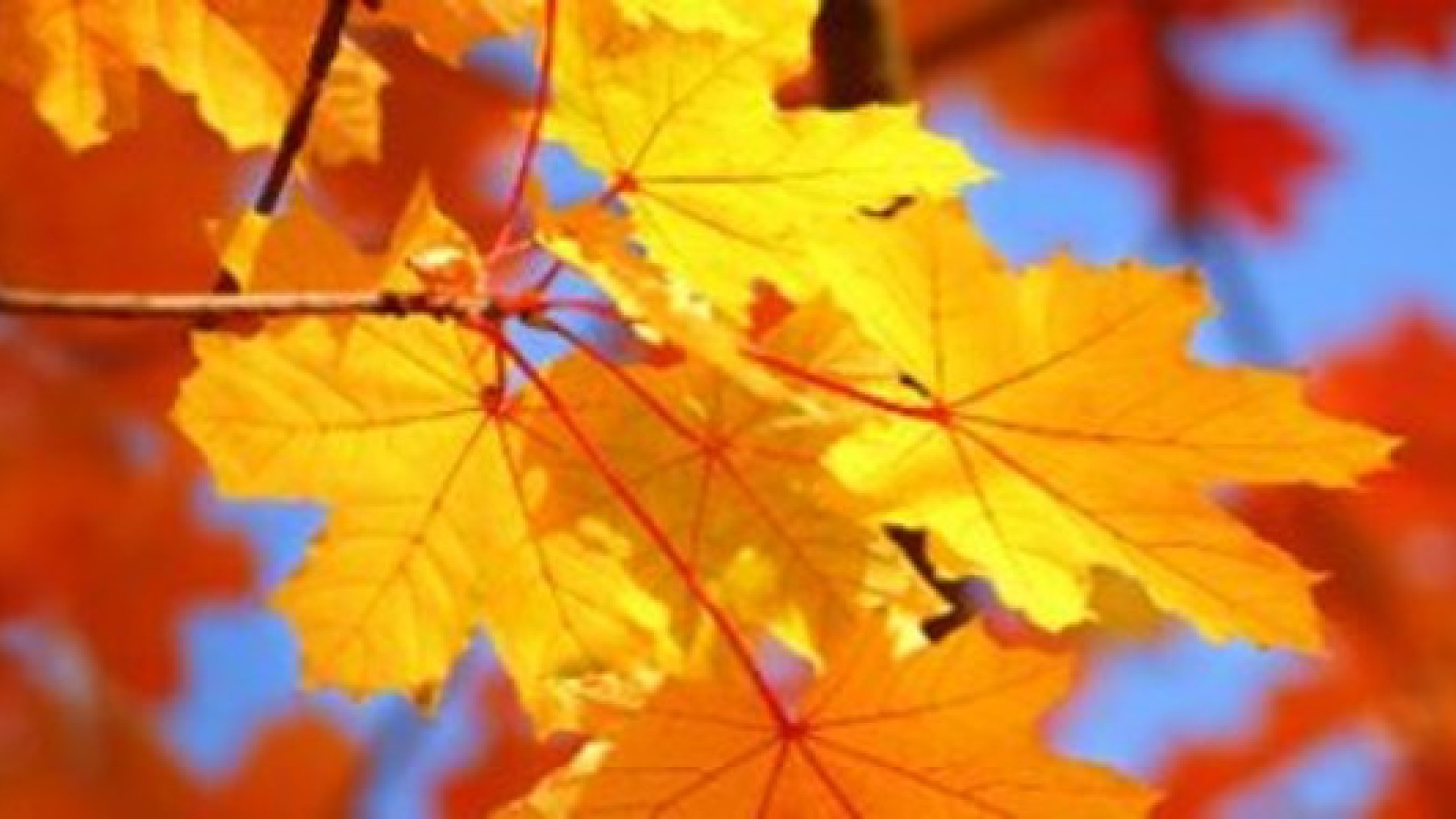 Understanding Life's Seasons Through Loss and Reflection