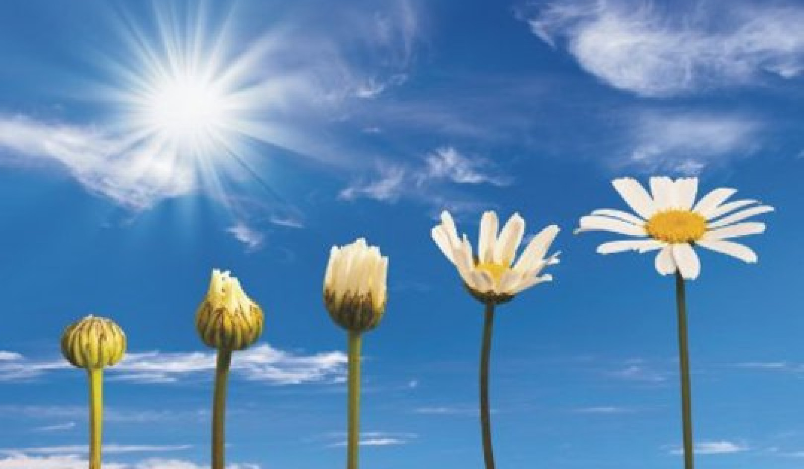 Turning New Year's Resolutions into Evolutions